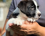 Собаки в Калининграде: МАСТЕР ГУДВИН ГРИЗЛИ Мальчик, 70 000 руб. - фото 1