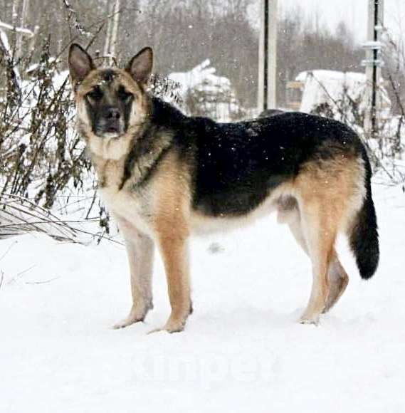 Собаки в Раменском: Мухтар ищет дом Мальчик, Бесплатно - фото 2