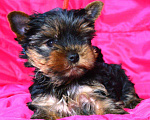 Собаки в Красногорске: Продается щенок йоркширского терьера Девочка, 45 000 руб. - фото 1