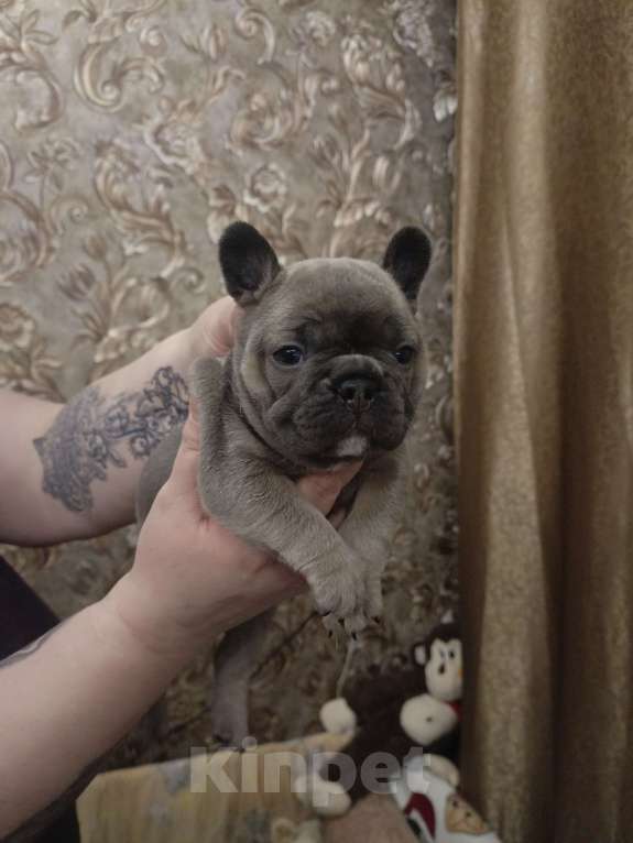 Собаки в Москве: Французский бульдог Мальчик, Бесплатно - фото 8