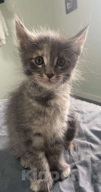 Кошки в других городах Московской области: Замечательная девочка-черепашка Девочка, 12 000 руб. - фото 2