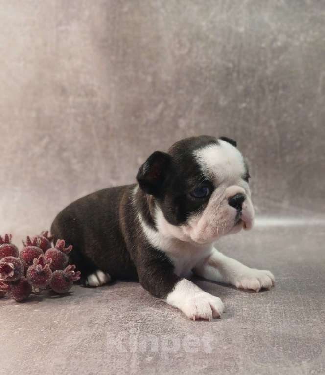 Собаки в Санкт-Петербурге: Бостон терьер,сука Девочка, 80 000 руб. - фото 3