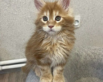 Кошки в Вичуге: Котенок мейн-кун Мальчик, 35 000 руб. - фото 6