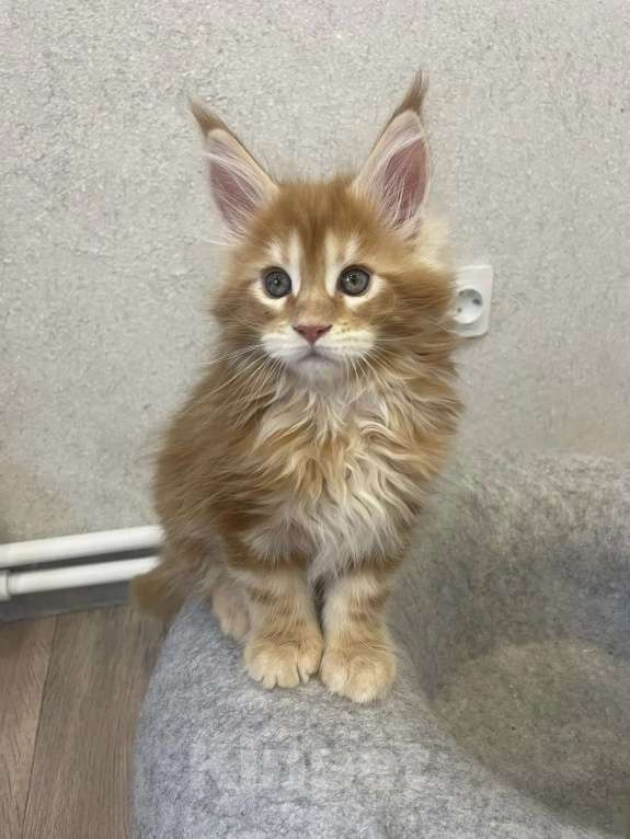 Кошки в Вичуге: Котенок мейн-кун Мальчик, 35 000 руб. - фото 6