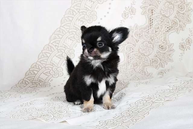 Собаки в Люберцах: Чихуахуа щенки Мальчик, Бесплатно - фото 3