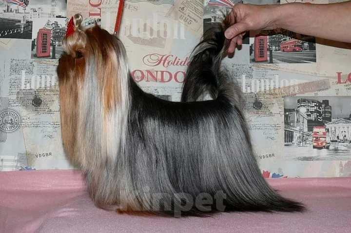 Собаки в Москве: Йорк вязка Мальчик, 7 000 руб. - фото 2