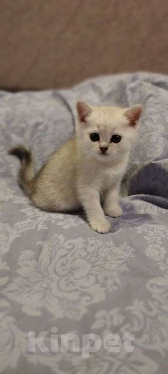 Кошки в Москве: Шотландский которебëнок Девочка, 25 000 руб. - фото 2