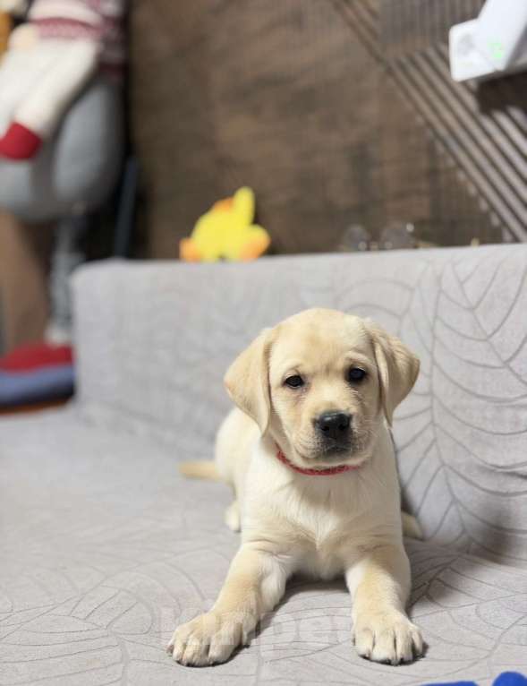 Собаки в других городах Московской области: Палевый щенок лабрадора Девочка, 80 000 руб. - фото 2