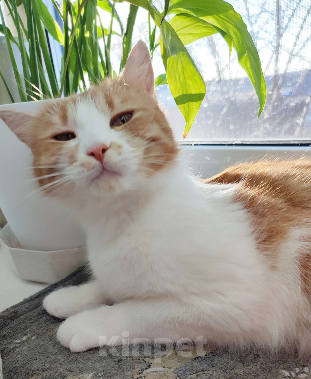 Кошки в Туле: Трогательная Сима ищет СВОЙ дом Девочка, Бесплатно - фото 6