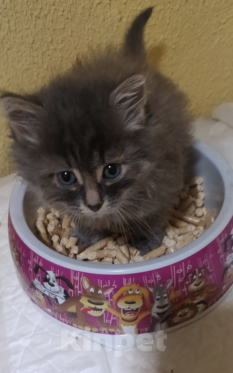 Кошки в Москве: Серый пушистик ищет дом Девочка, 1 руб. - фото 5