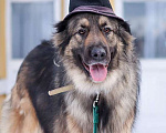 Собаки в Москве: Идеальный семейный пес Леон в добрые руки Мальчик, Бесплатно - фото 3