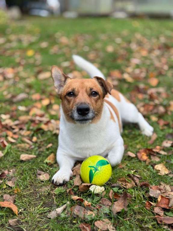 Собаки в Санкт-Петербурге: Ищу пару Мальчик, Бесплатно - фото 1