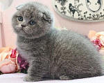 Кошки в Москве: Плюшевый котик Мальчик, 35 000 руб. - фото 4