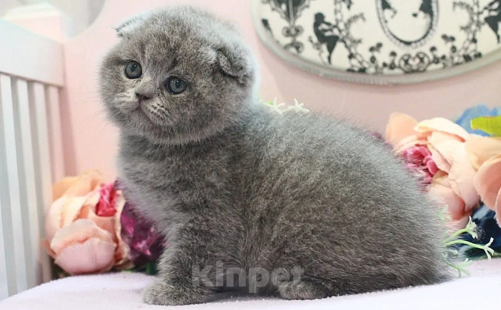 Кошки в Москве: Плюшевый котик Мальчик, 35 000 руб. - фото 4