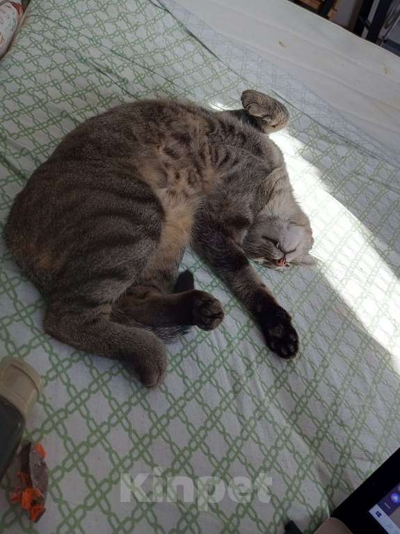 Кошки в Видном: Взрослый, ласковый котей Мальчик, 10 руб. - фото 1