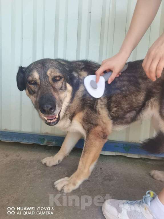 Собаки в других городах Краснодарского края: Урса из приюта Поводог Сочи (отправим в любой город) Девочка, Бесплатно - фото 4