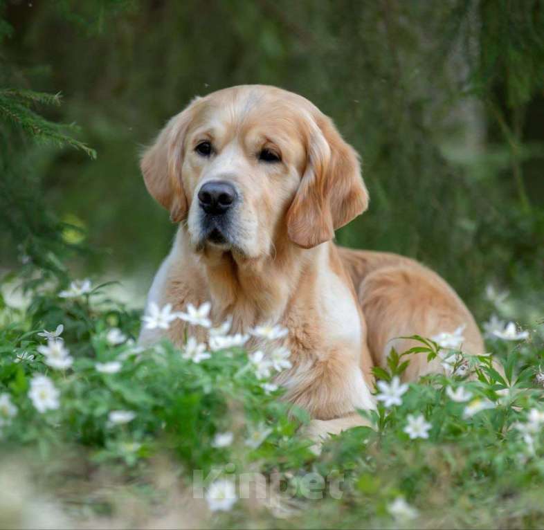 Собаки в Санкт-Петербурге: Щенки золотистого ретривера  Девочка, 90 000 руб. - фото 5