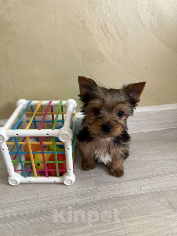 Собаки в Геленджике: Йоркширский терьер мини Мальчик, 18 000 руб. - фото 2