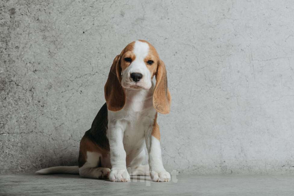 Собаки в Санкт-Петербурге: Высокопородные щенки Бигля  Девочка, 60 000 руб. - фото 4