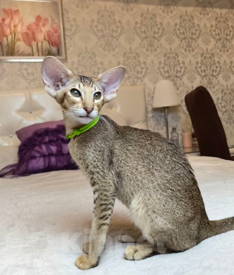 Кошки в Балашихе: Ориентальный котенок Дизель Мальчик, 80 000 руб. - фото 1
