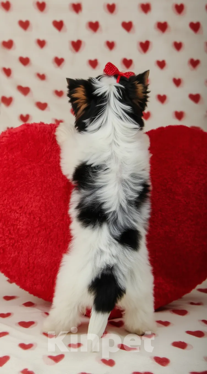 Собаки в Москве: 🌸 Бивер йоркширский терьер (Бивер терьер) девочка, РКФ, стандарт 🌸 Девочка, Бесплатно - фото 4