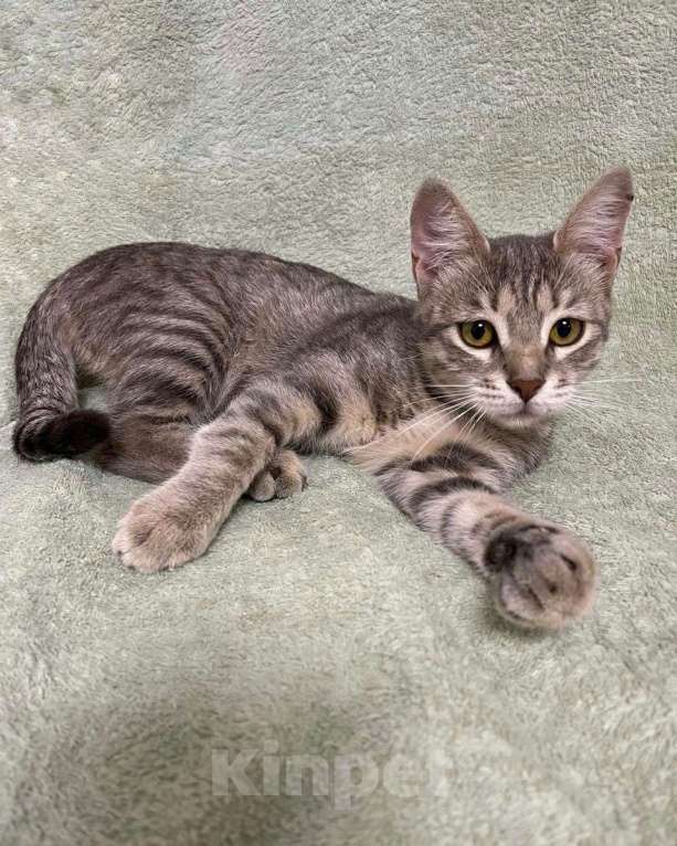 Кошки в Москве: Серебристый котенок-девочка в дар Девочка, Бесплатно - фото 3
