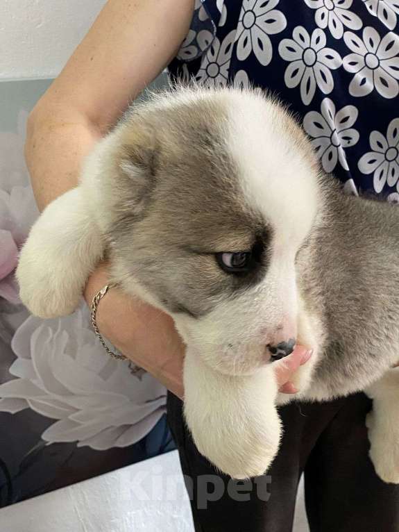 Собаки в Воронеже: щенки САО Девочка, 60 000 руб. - фото 9