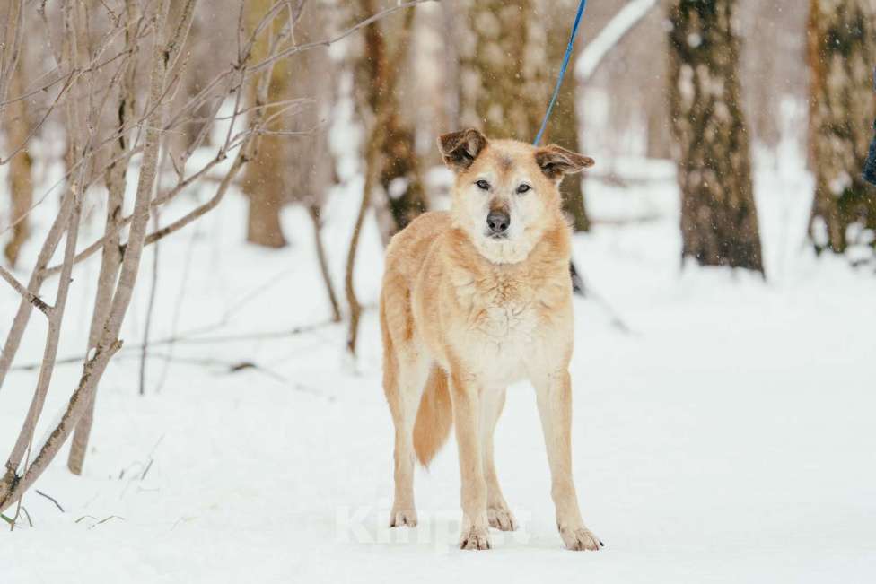 Собаки в Москве: Томми Мальчик, Бесплатно - фото 2