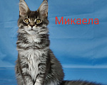 Кошки в Чайковском: Микаела Девочка, 40 000 руб. - фото 3