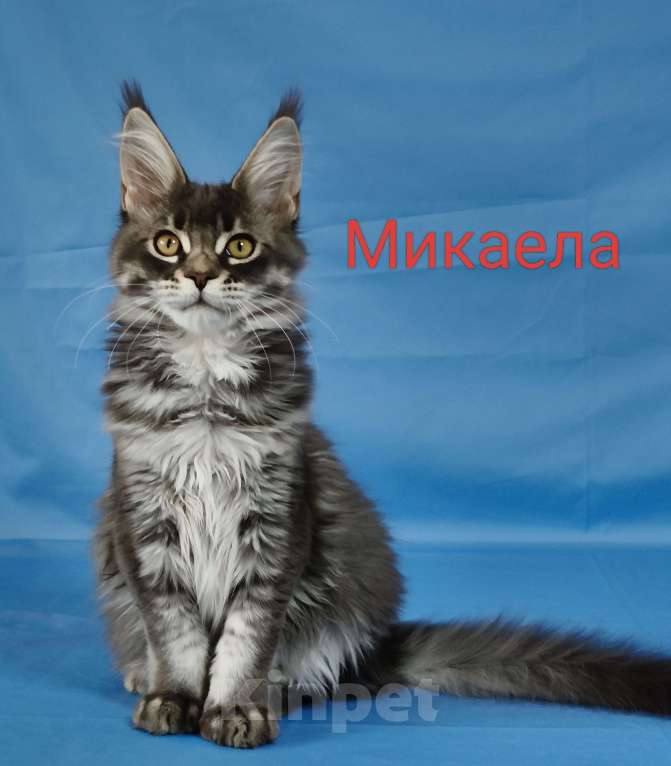 Кошки в Чайковском: Микаела Девочка, 40 000 руб. - фото 3