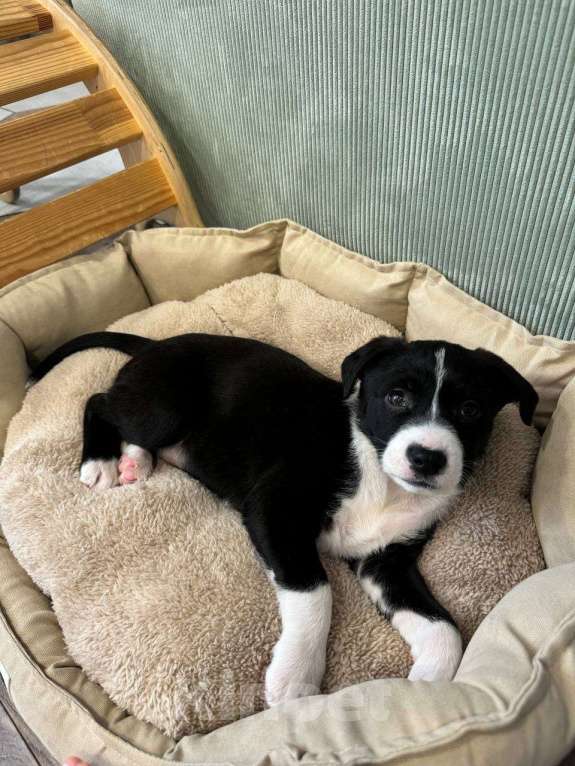 Собаки в других городах Московской области: Кити Девочка, Бесплатно - фото 3