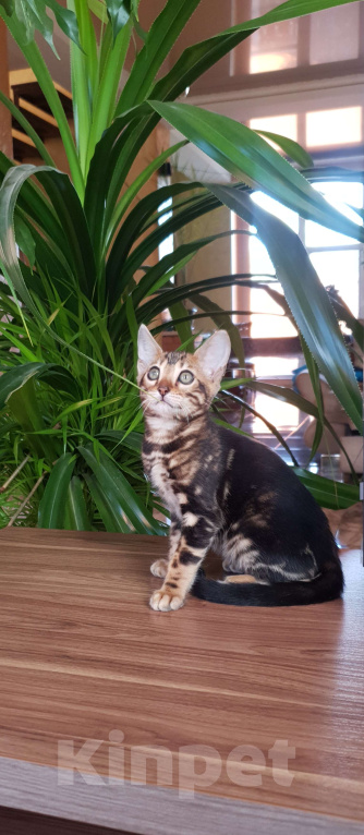 Кошки в Симферополе: Бенгальская девочка  Девочка, 25 000 руб. - фото 1