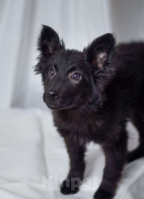 Собаки в Ногинске: Ищет дом маленький лисенок с обворожительным взглядом! Мальчик, Бесплатно - фото 5