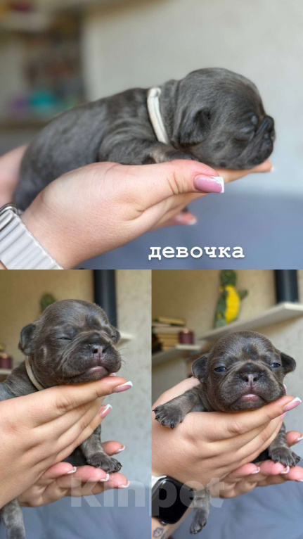 Собаки в Ростове-на-Дону: малыши французского бульдога  Мальчик, 50 000 руб. - фото 5
