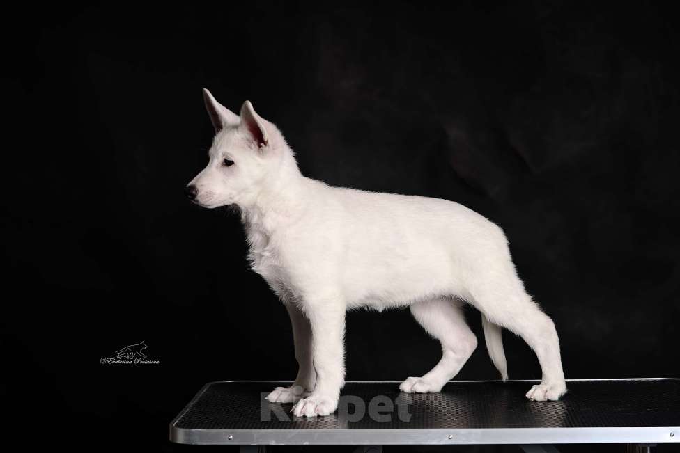 Собаки в других городах Иркутской области: Шикарная девочка Белой Швейцарской Овчарки Девочка, 65 000 руб. - фото 1