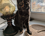Кошки в Москве: Котенок девочка Костяная Римма Девочка, Бесплатно - фото 4