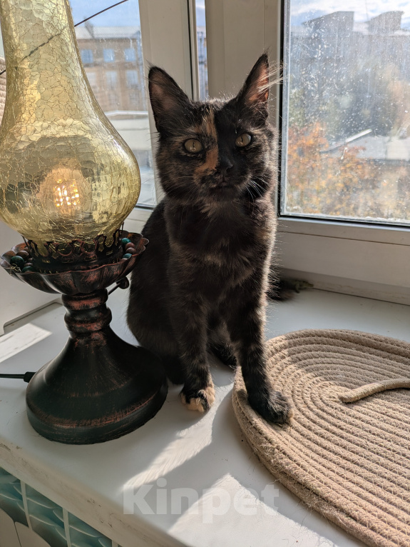 Кошки в Москве: Котенок девочка Костяная Римма Девочка, Бесплатно - фото 4