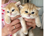 Кошки в Уфе: Котик британская золотая шиншилла Мальчик, 20 000 руб. - фото 4