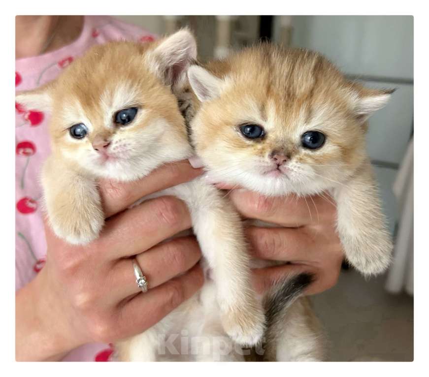 Кошки в Уфе: Котик британская золотая шиншилла Мальчик, 20 000 руб. - фото 4