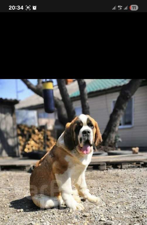 Собаки в Тамбове: Бетховен Мальчик, 75 000 руб. - фото 5