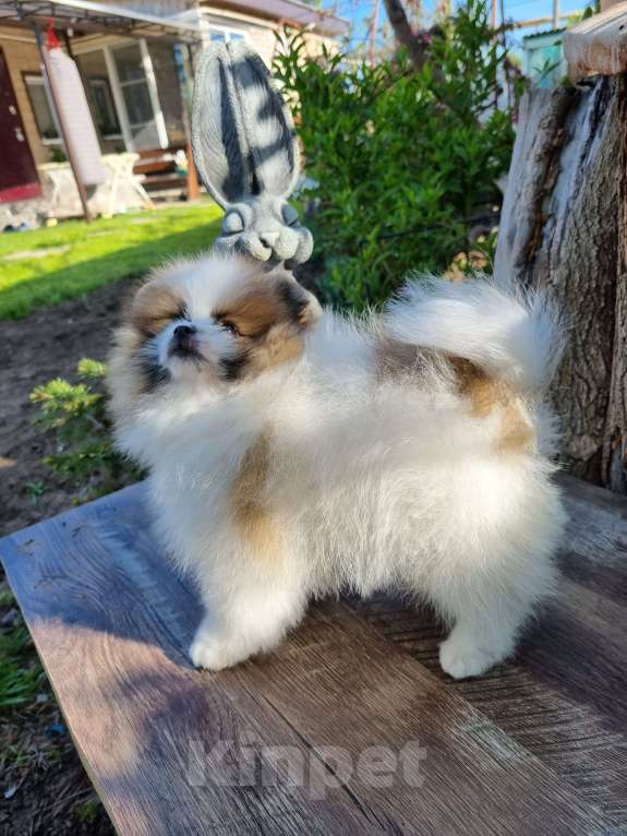 Собаки в Котельниково: Мальчик 2 Мальчик, 80 000 руб. - фото 8