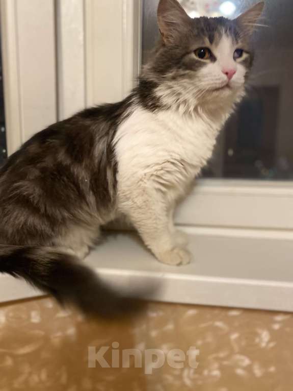 Кошки в Москве: Зефир Мальчик, Бесплатно - фото 2