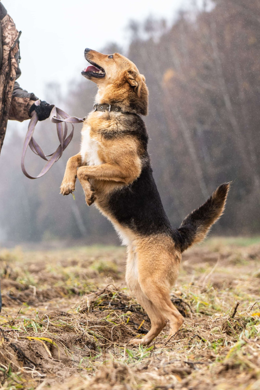Собаки в Клине: Лана - светлая и нежная собачка Девочка, Бесплатно - фото 3