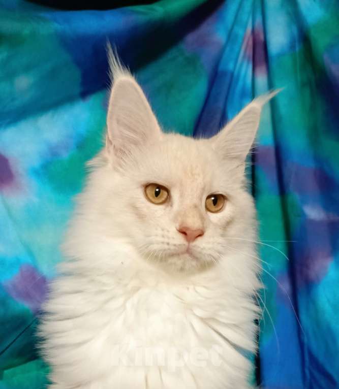 Кошки в Санкт-Петербурге: Девочка красное высокое серебро. Девочка, 35 000 руб. - фото 3