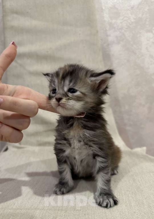 Кошки в Екатеринбурге: Мейн-кун мраморная Девочка, 15 000 руб. - фото 1