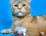 Кошки в Дедовске: Шикарный  Халк Мальчик, 25 000 руб. - фото 1