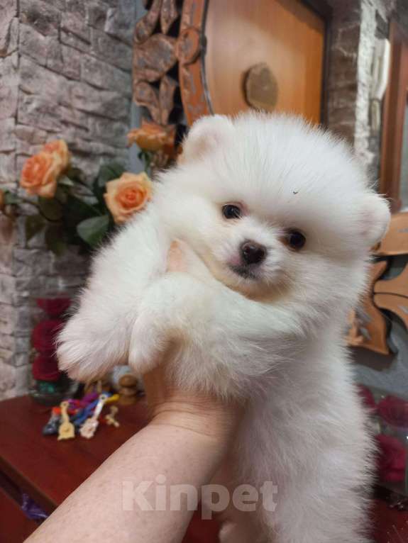 Собаки в Екатеринбурге: шпицемишка Мальчик, Бесплатно - фото 2