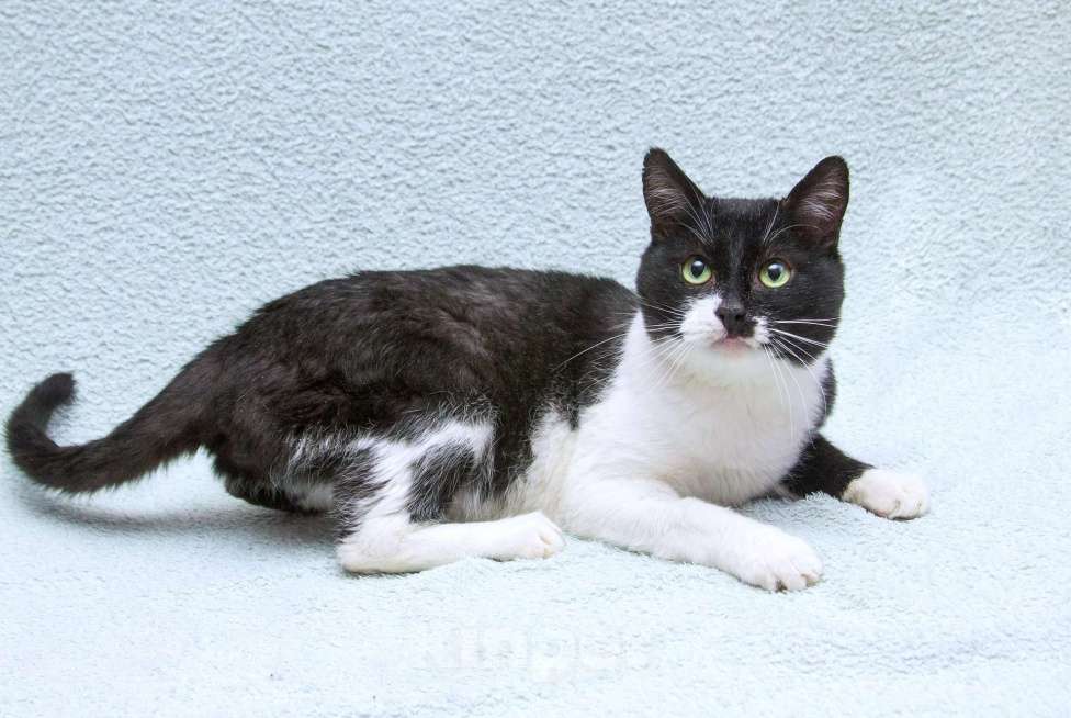 Кошки в Москве: Обаятельный котик Мейсон в дар Мальчик, 1 руб. - фото 7