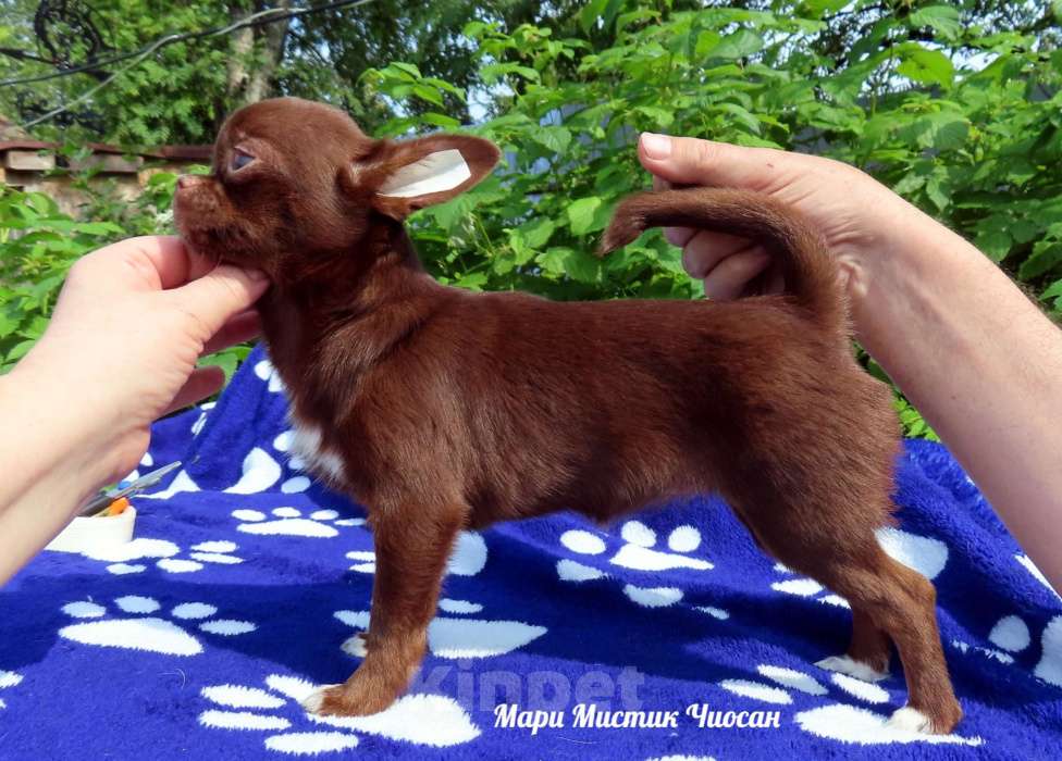 Собаки в Санкт-Петербурге: Здоровые щенки чихуахуа из питомника РКФ Мальчик, 25 000 руб. - фото 5