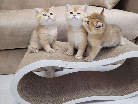Объявление: Золотые британские короткошерстные котята, 40 000 руб., Самара